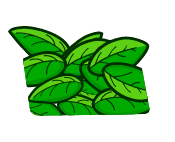 basil in a tub